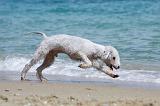 BEDLINGTON TERRIER 072